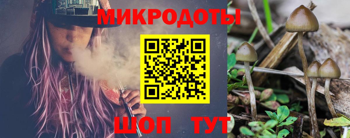Галлюциногенные грибы Psilocybe Новозыбков